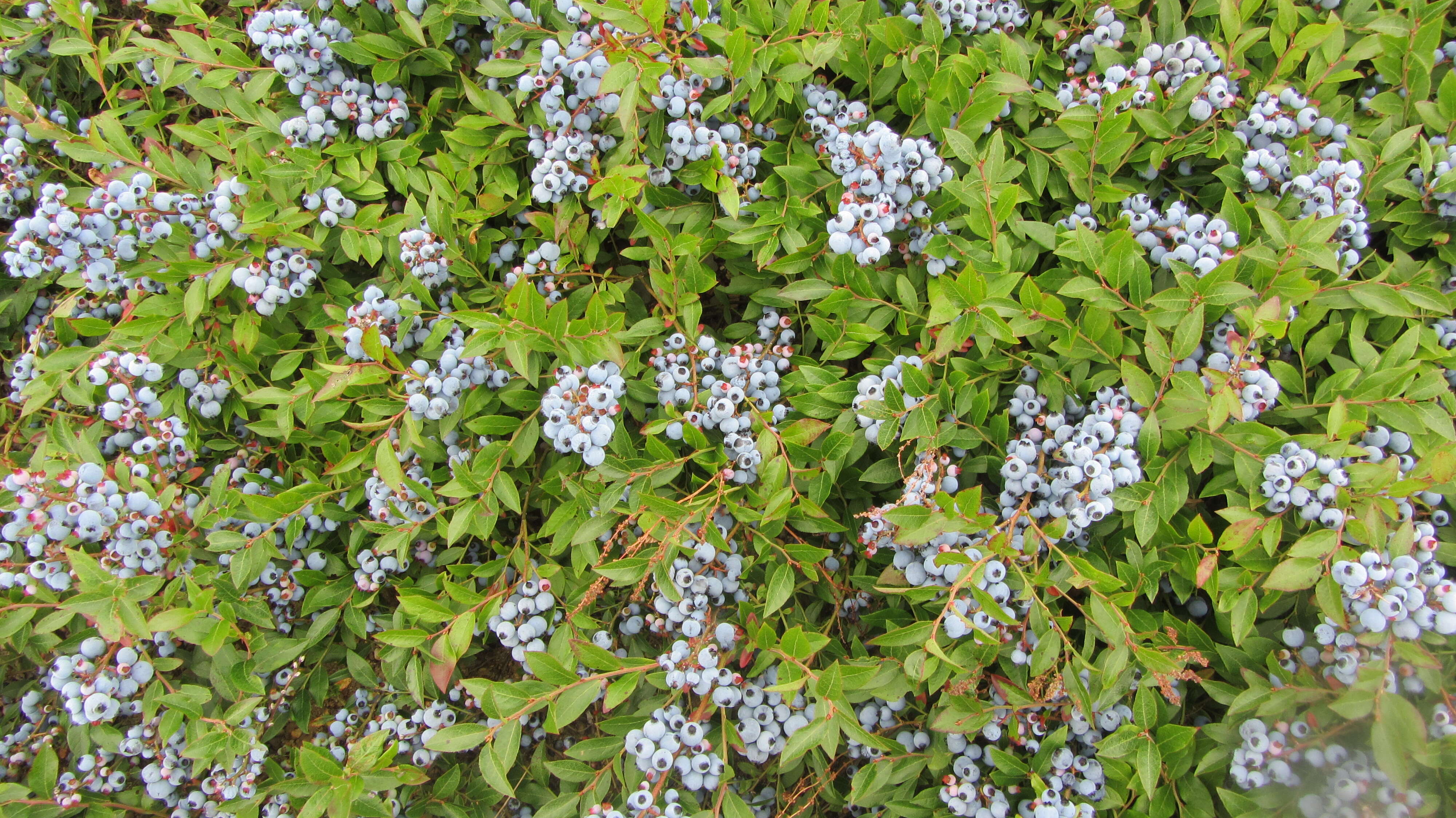 Image of blueberry