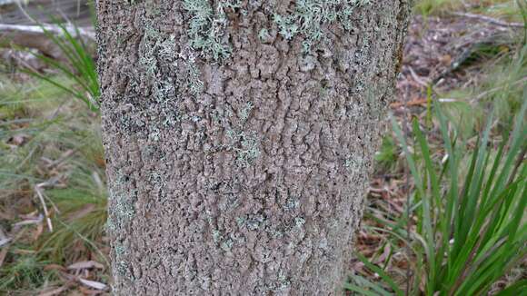 Image of Banksia integrifolia subsp. monticola K. R. Thiele