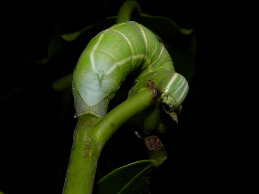 Image of Ficus crocata (Miq.) Mart. ex Miq.