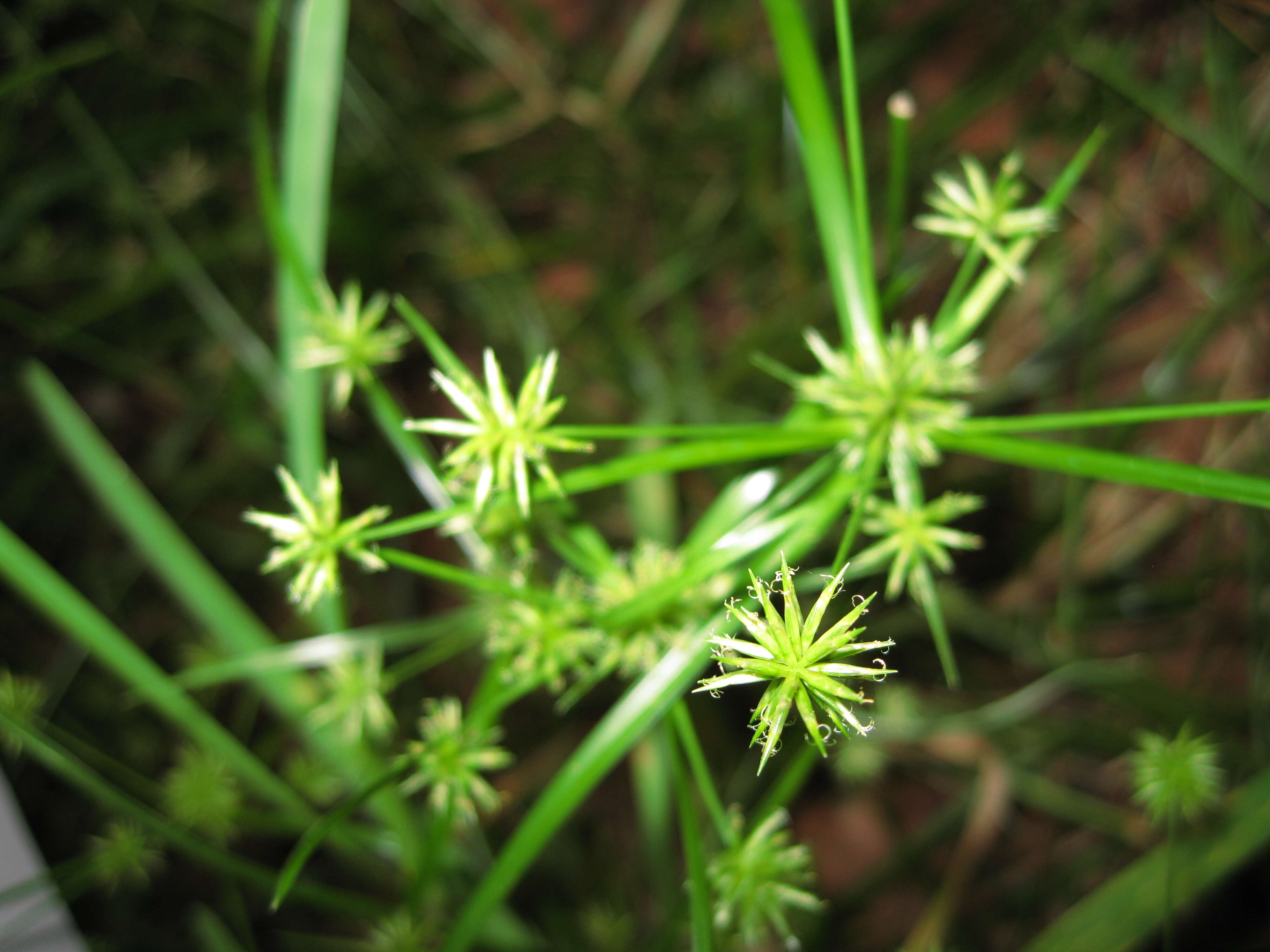 Image of haspan flatsedge