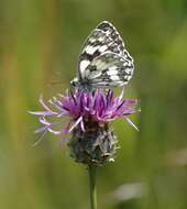 Image of Melanargia