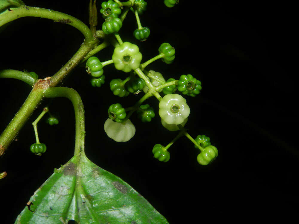 Image of Miconia neomicrantha W. S. Judd & J. D. Skean