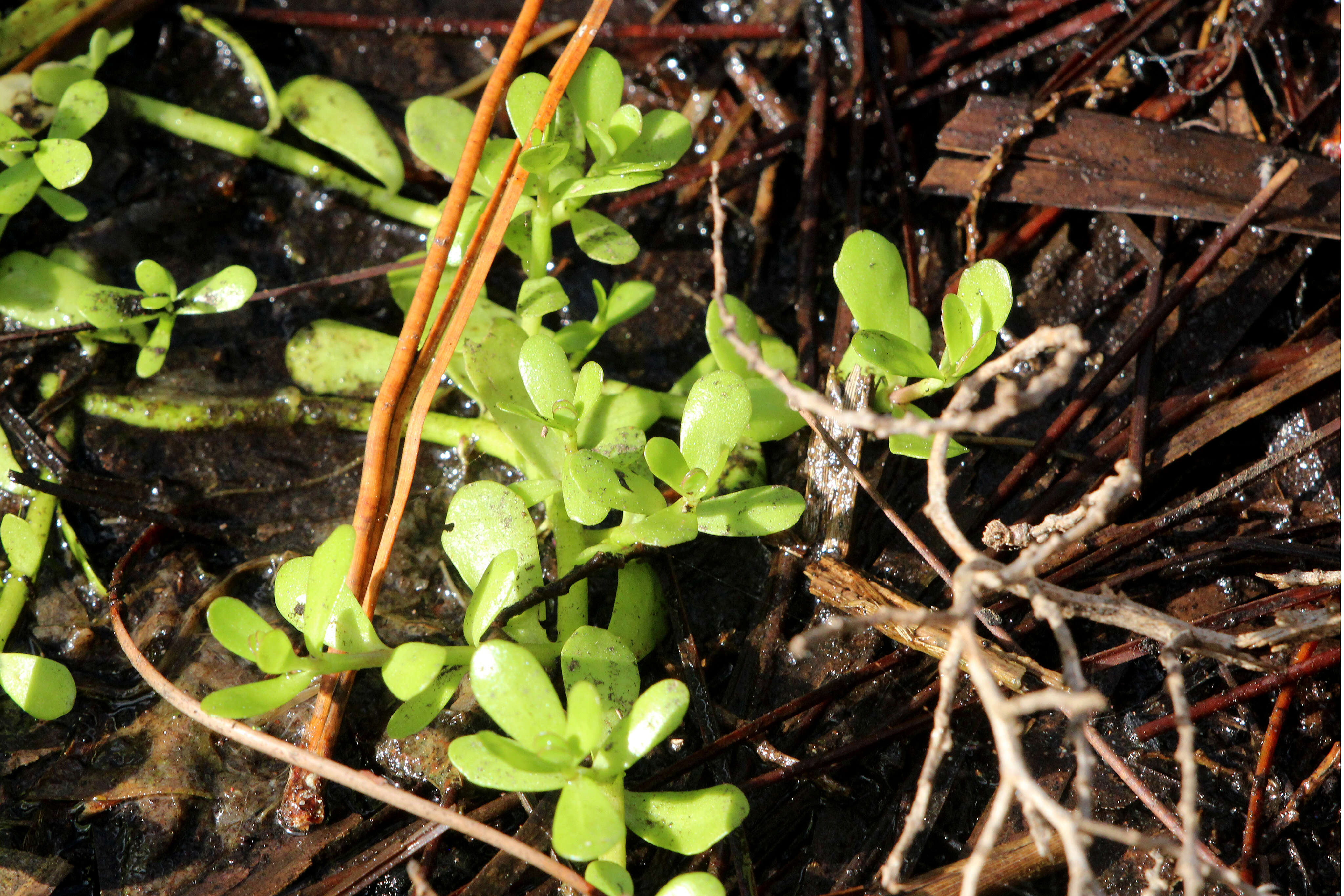 Image of Water Hyssop