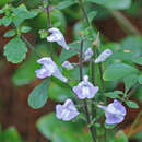 Image of Florida scrub skullcap