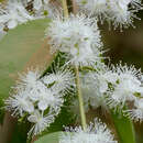 Plancia ëd Eugenia biflora (L.) DC.