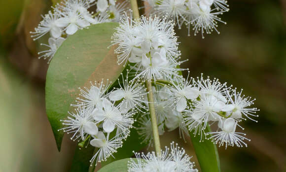 Eugenia biflora (L.) DC. resmi