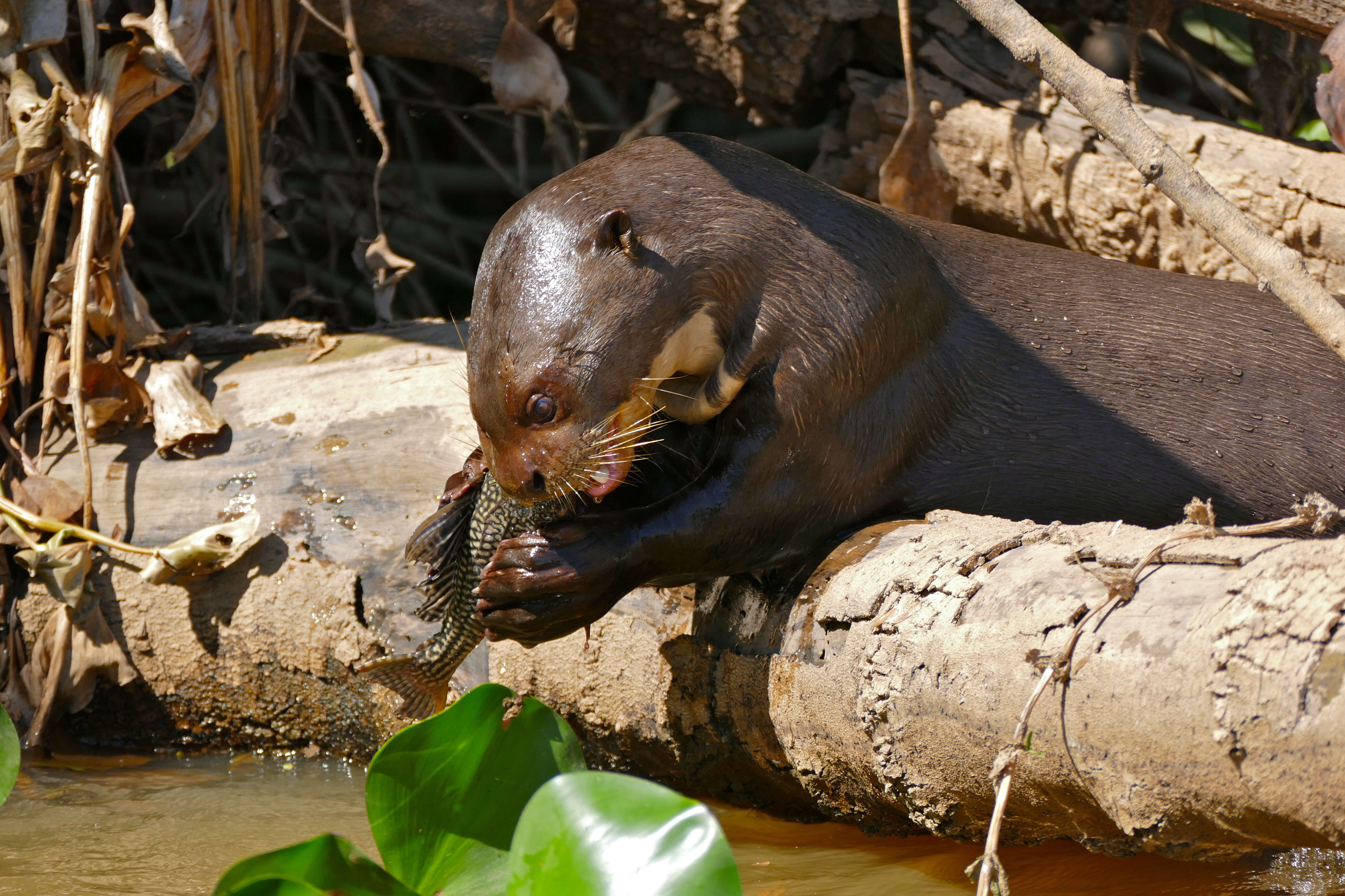 Image of giant otter