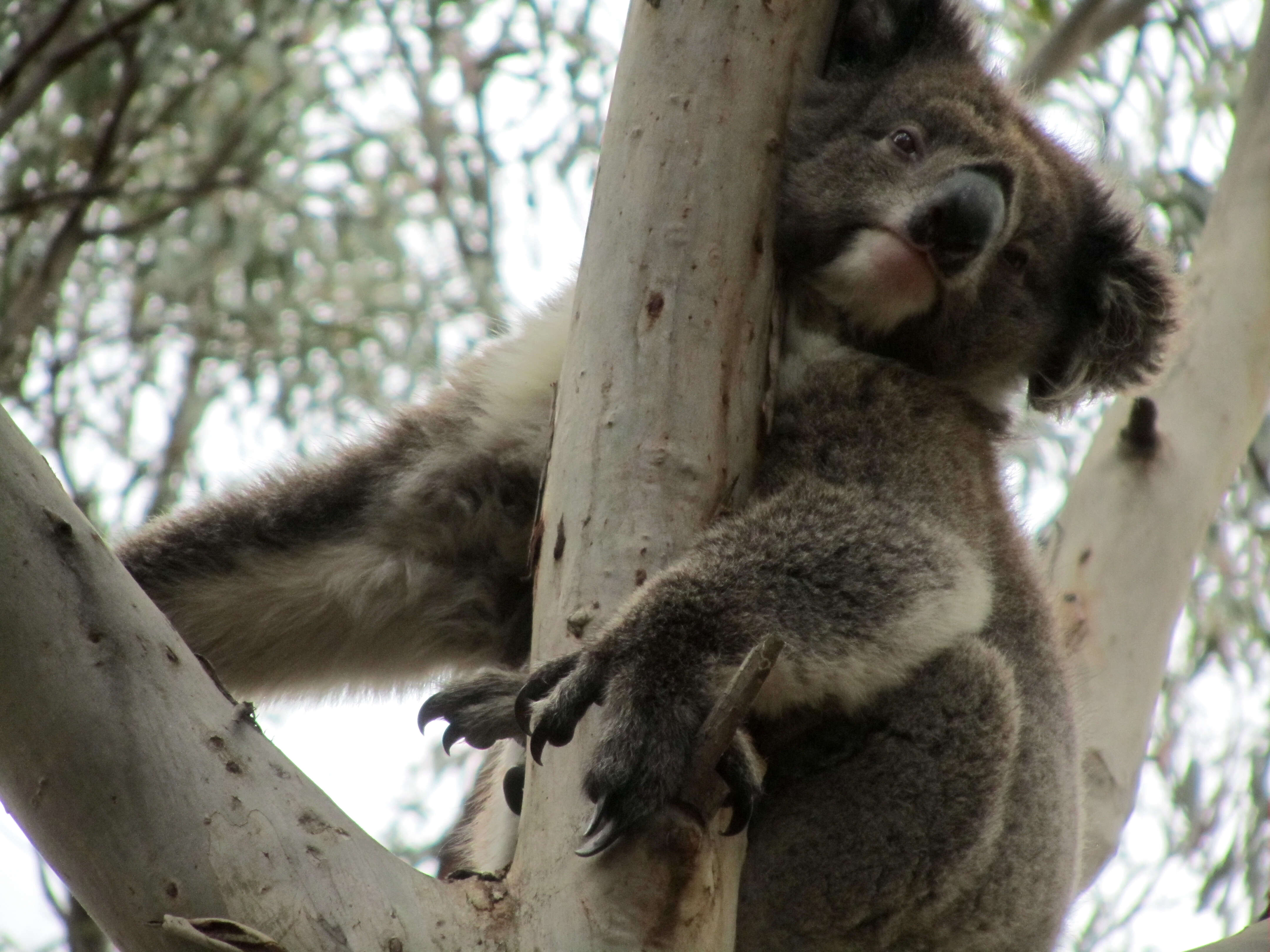 Image of Wombats and Koalas