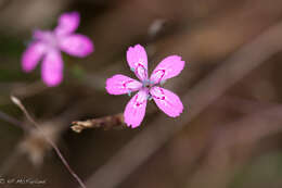 Image of maiden pink