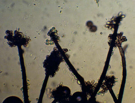 Image of unclassified Pleosporales