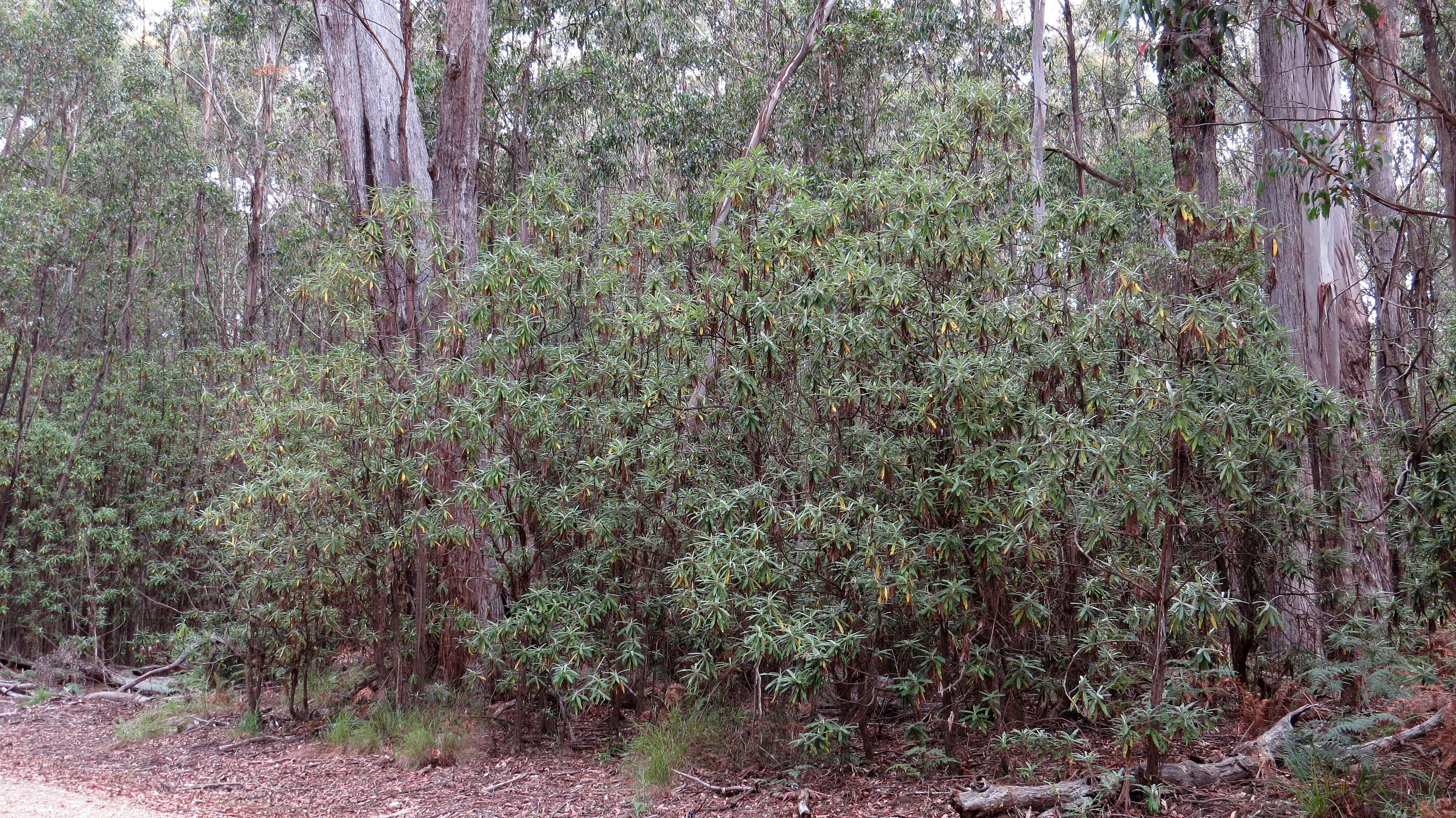 Image of Blanket Bush