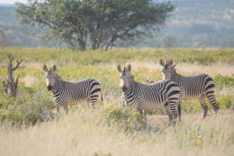 Image of zebra