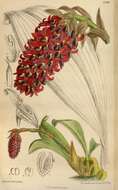 Image of Bulbophyllum hamelinii W. Watson