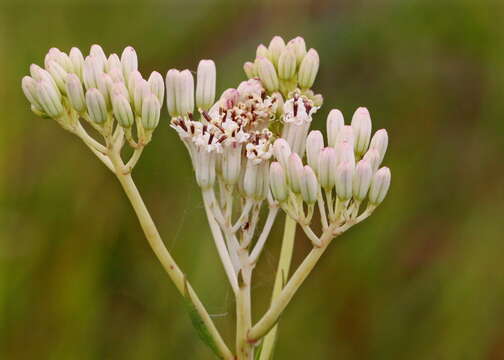 Image of ovateleaf cacalia