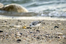 Image of Calidris Merrem 1804