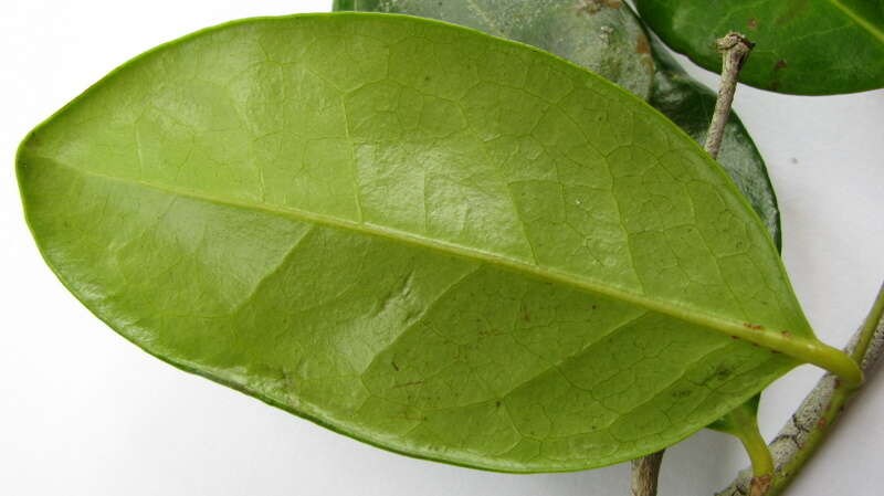 صورة Chaetocarpus