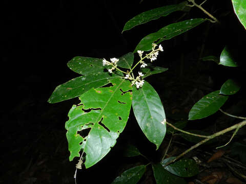 Image of Pleurothyrium golfodulcense W. Burger & N. Zamora