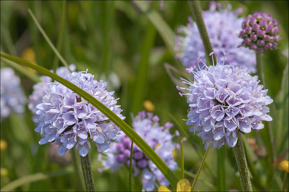 Image of Devil’s Bit Scabious