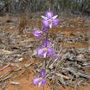 Image of Mallee Fringe Lily