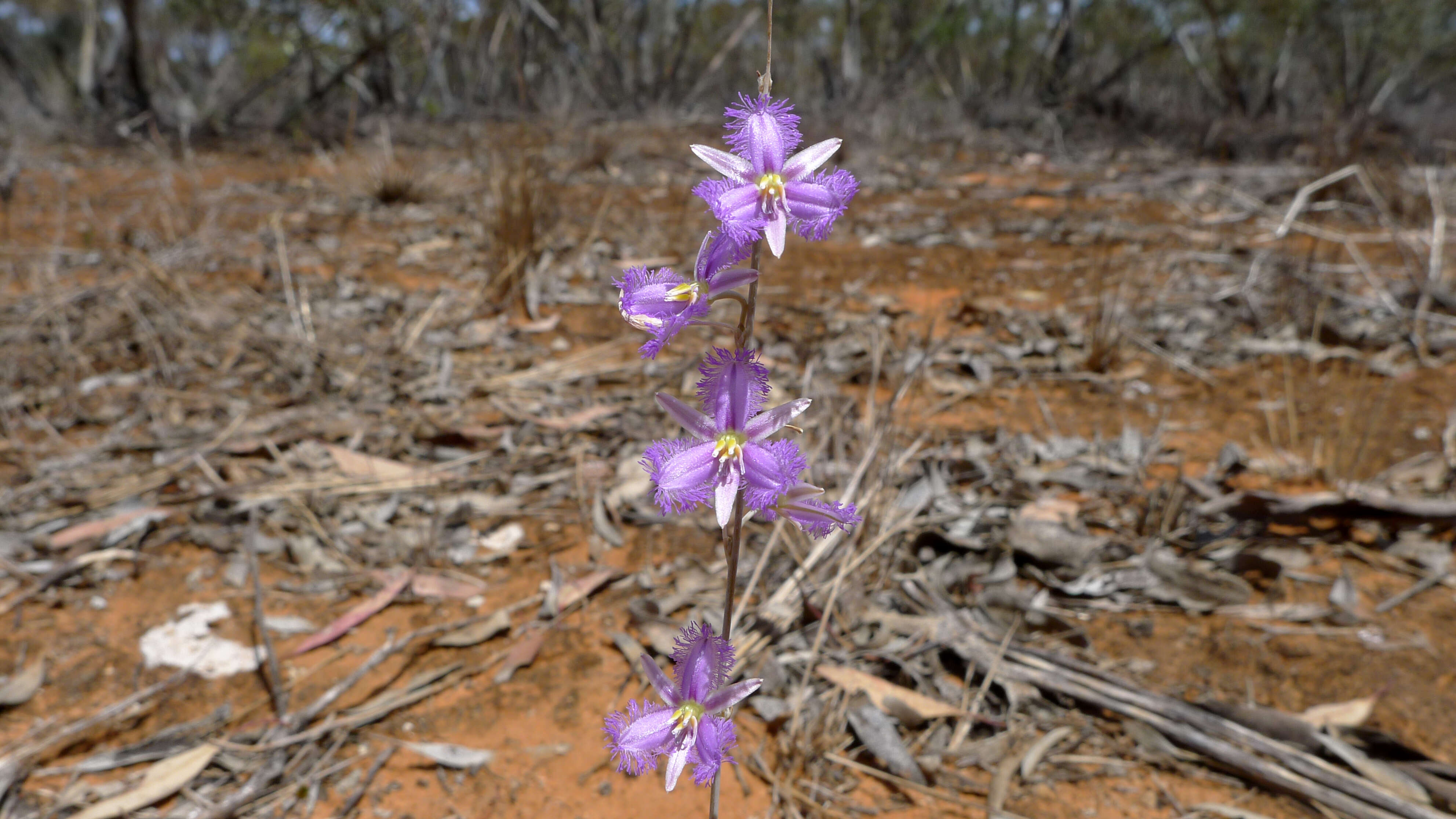 Image of Fringe lily