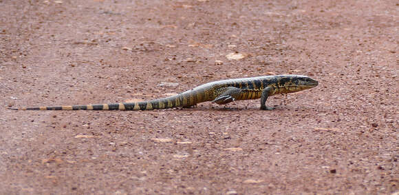 Image of Gold tegu