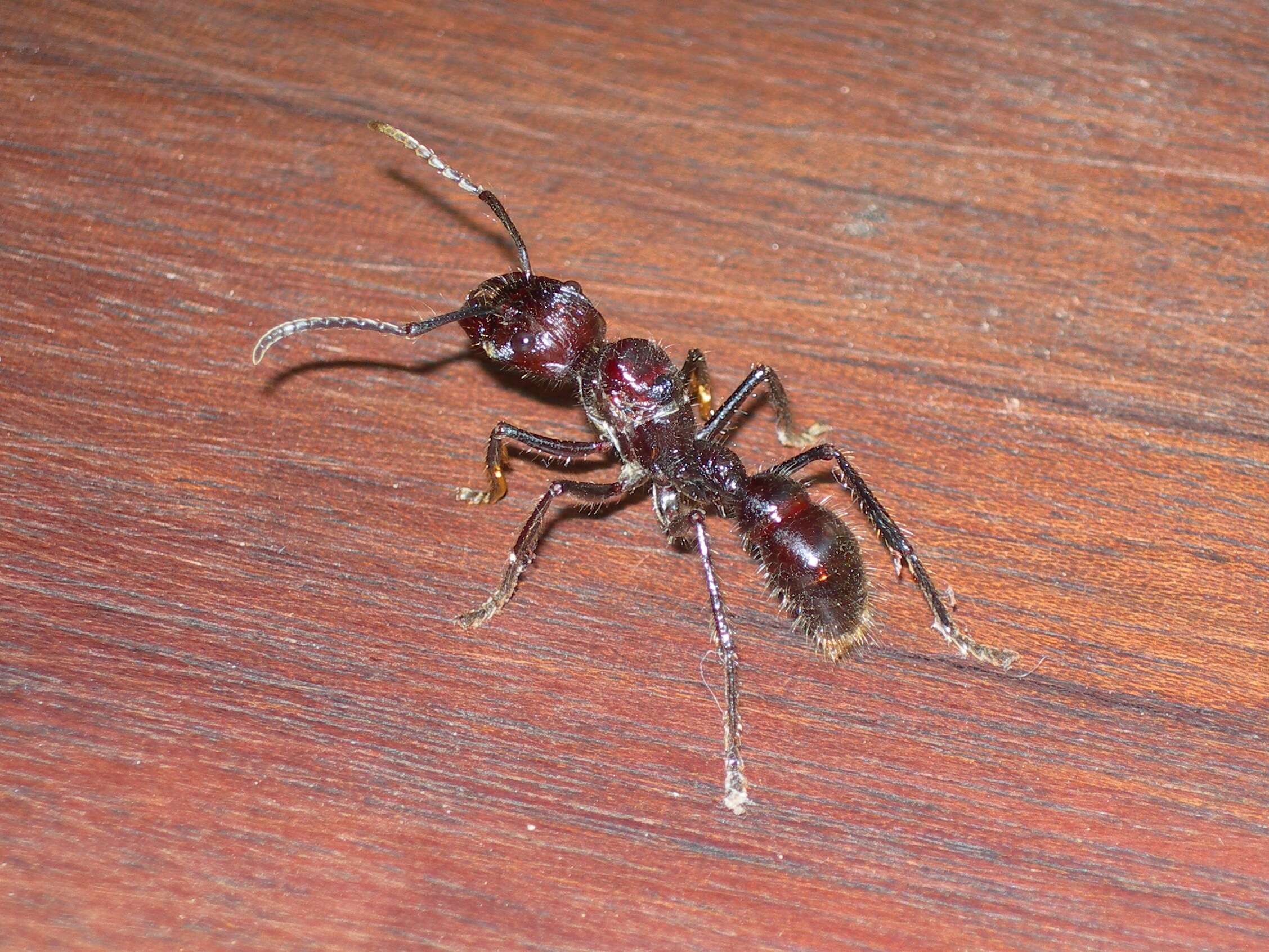 Image of Paraponera