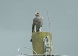 Image of Grey-lined Hawk