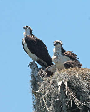 Image of ospreys