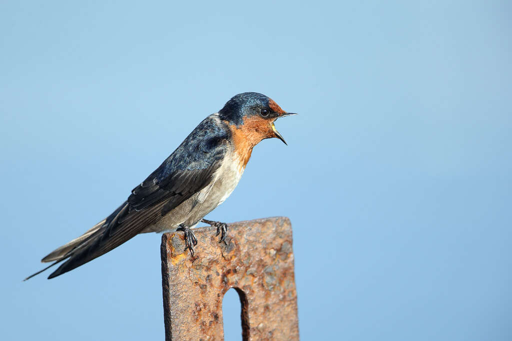 Imagem de Hirundo neoxena Gould 1842