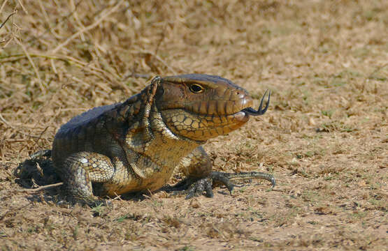 Image of Paraguay Caiman Lizard