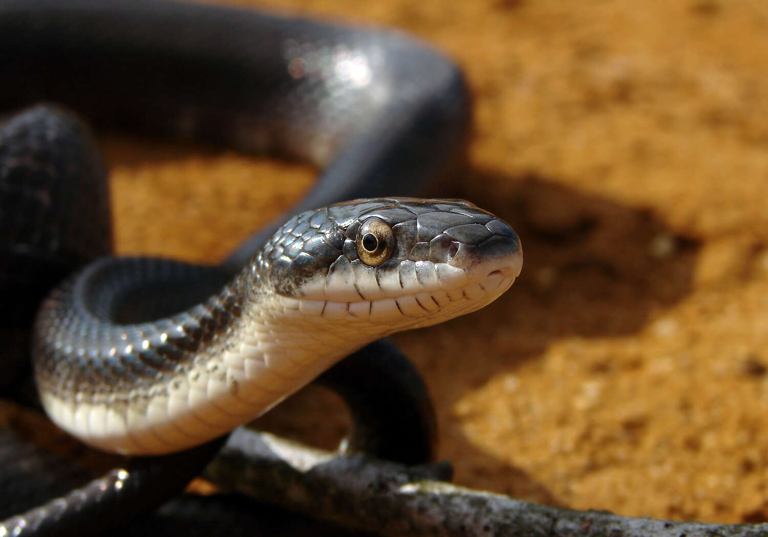 Image of Rat snakes