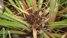 Image of Bromelia unaensis Leme & Scharf