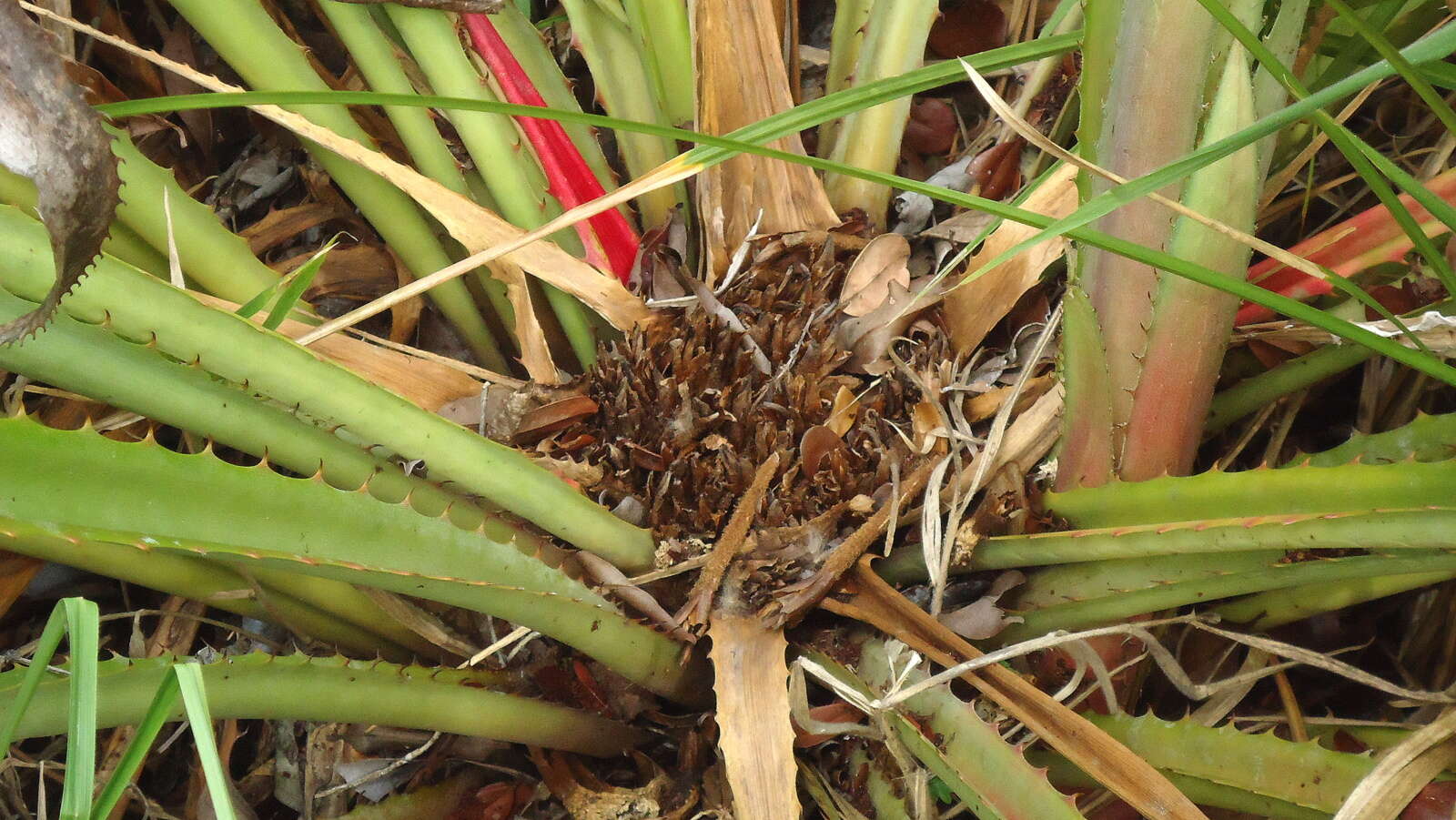 Image of Bromelia unaensis Leme & Scharf