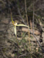 Image of Fawn spider orchid