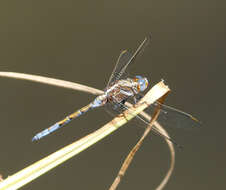 Image of Skimmers (Dragonflies)