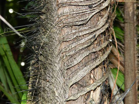 Image of bactris palm