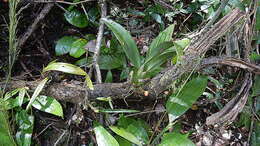 Image of Tiger orchids