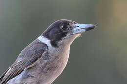 Image of Butcherbird