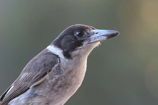 Image of Grey Butcherbird