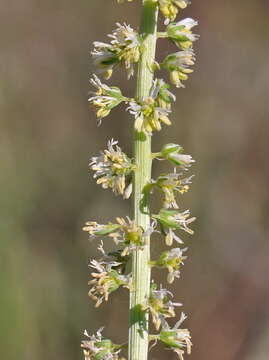 Image of Reseda undata L.