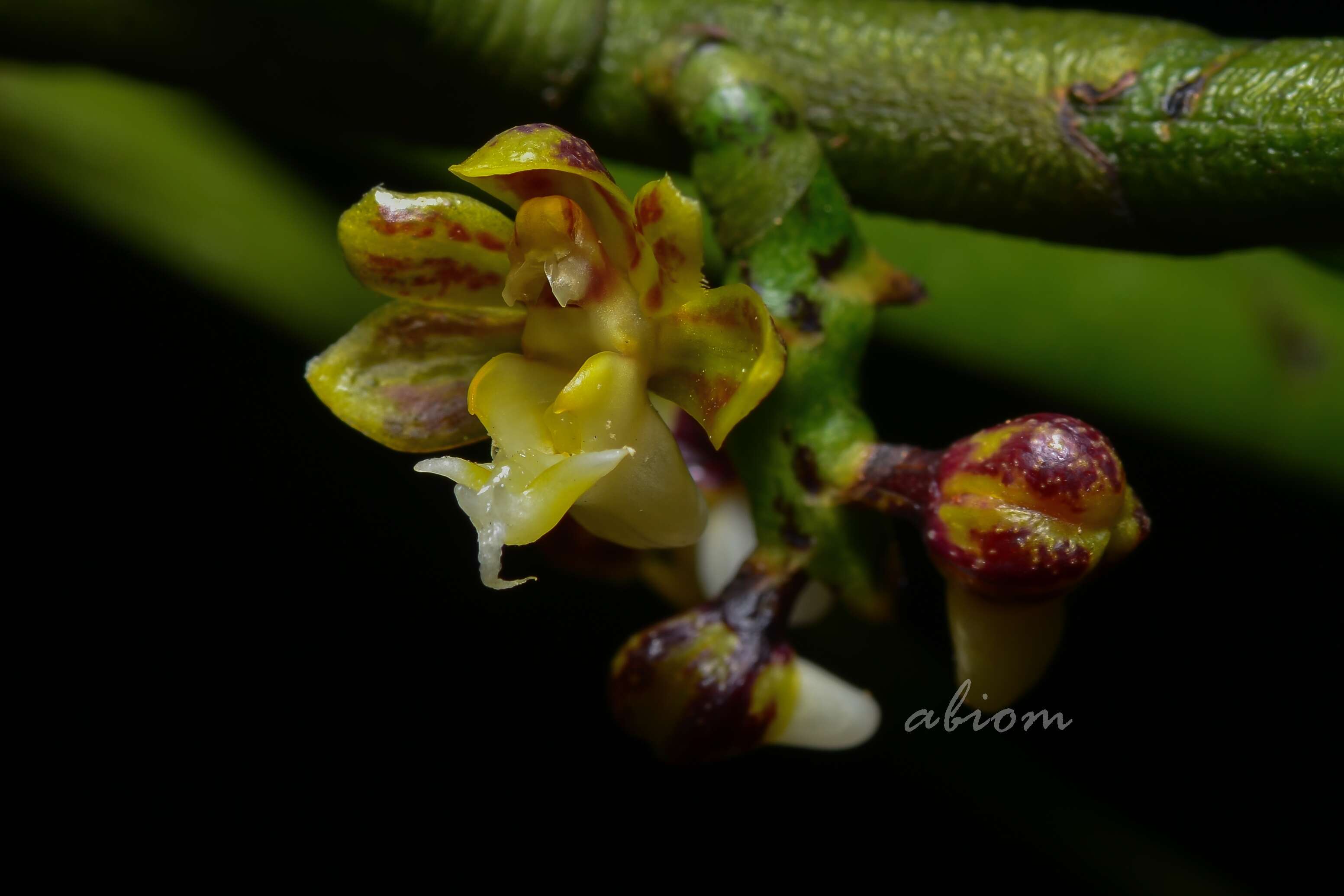 Cleisostoma striatum (Rchb. fil.) N. E. Br.的圖片