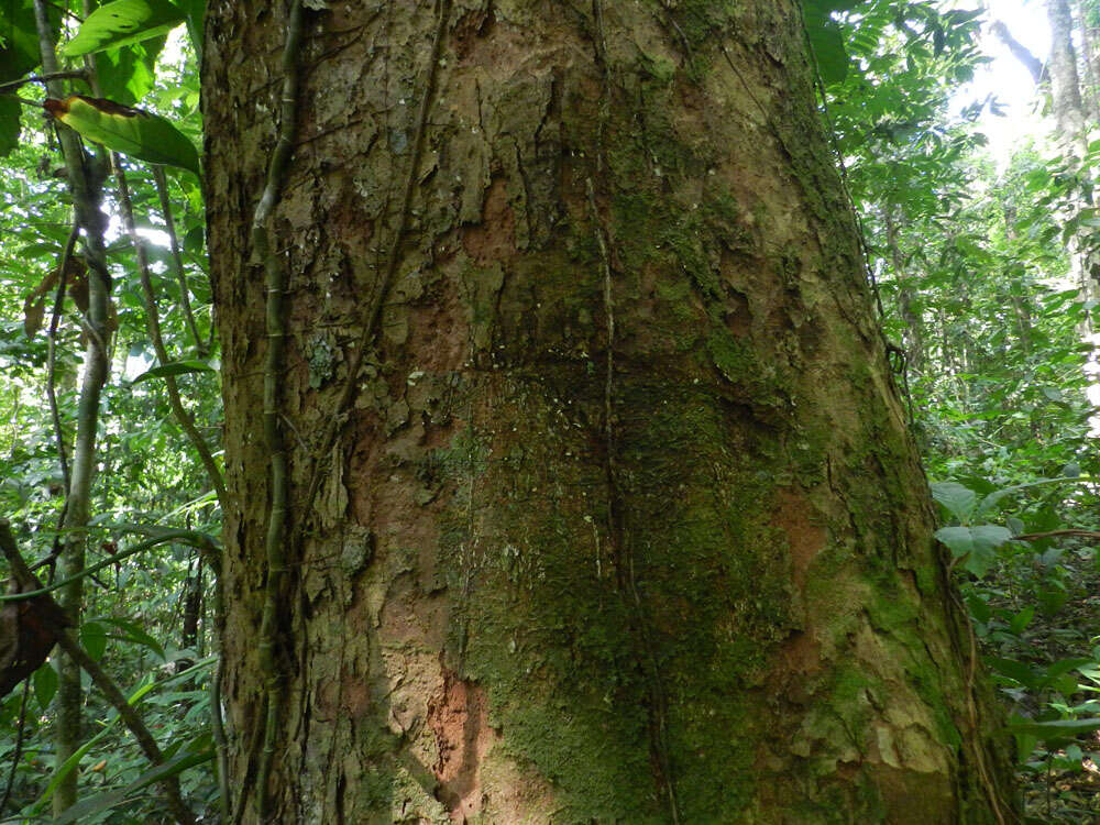 Слика од Symphonia globulifera L. fil.