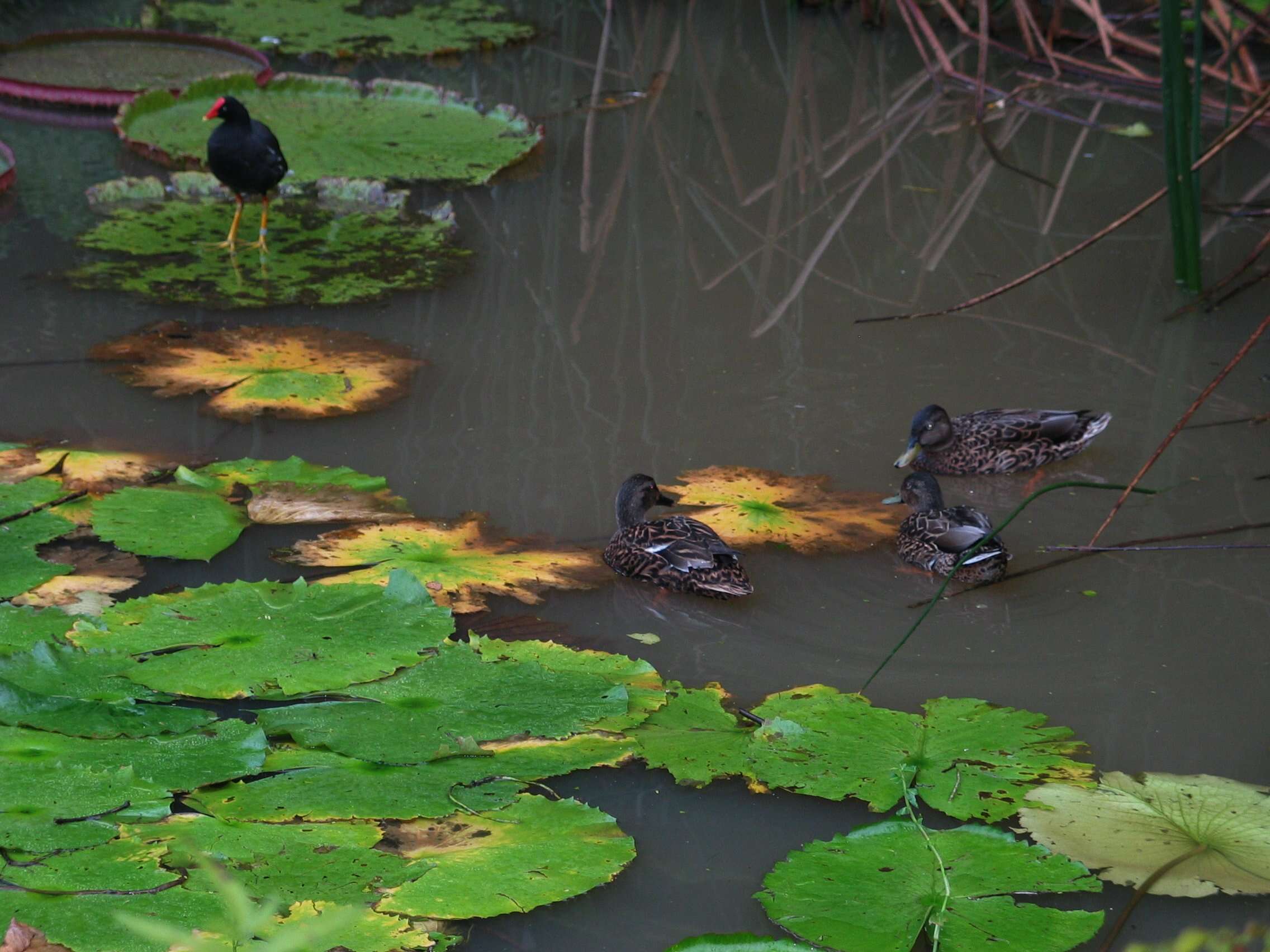 Image of Hawaiian Duck