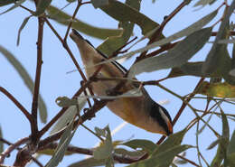 Image of Pardalotus striatus melanocephalus Gould 1838