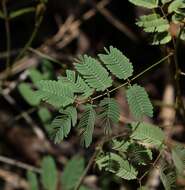 Image of Mimosa gracilis Benth.