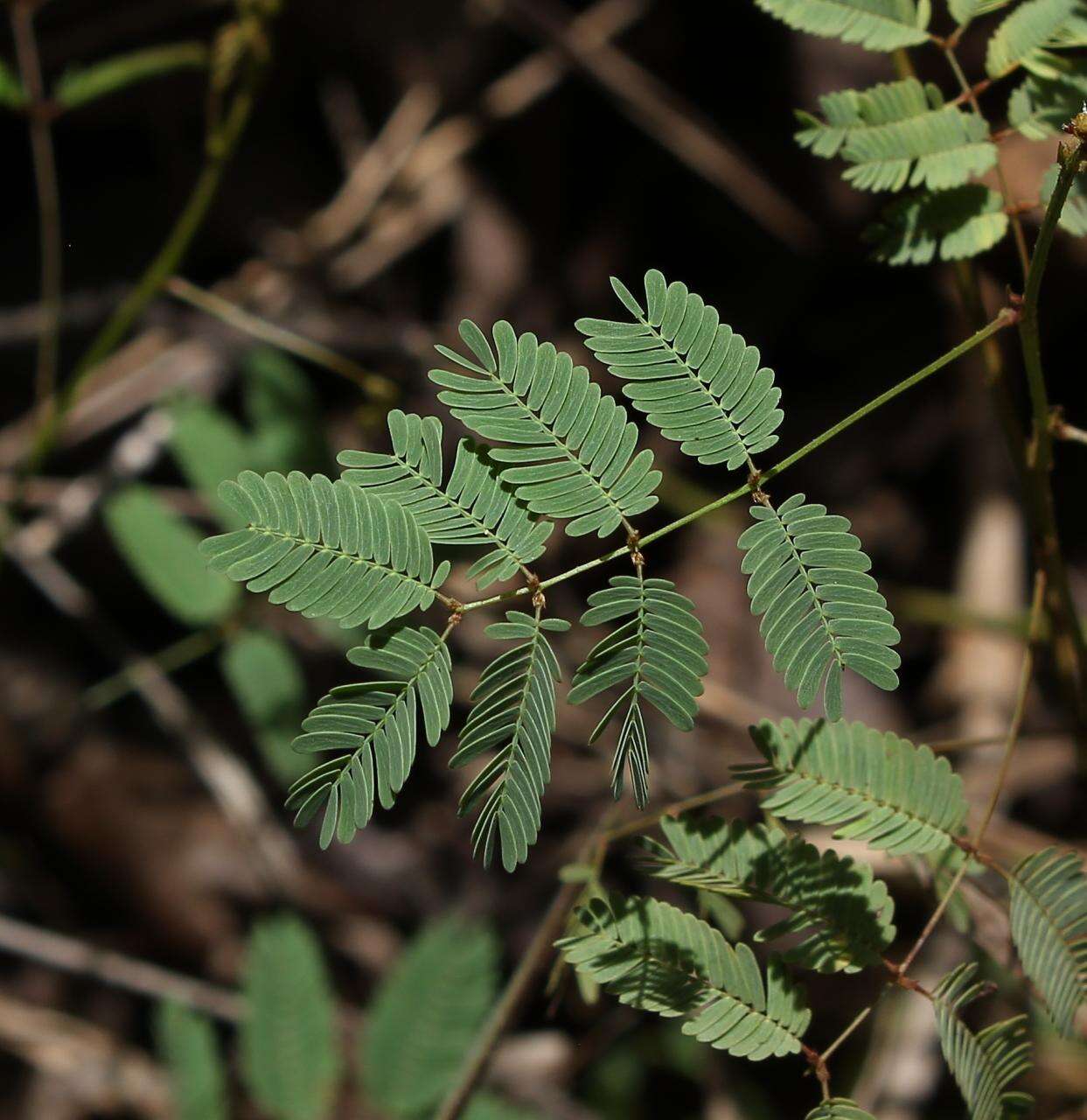 Image of Mimosa gracilis Benth.