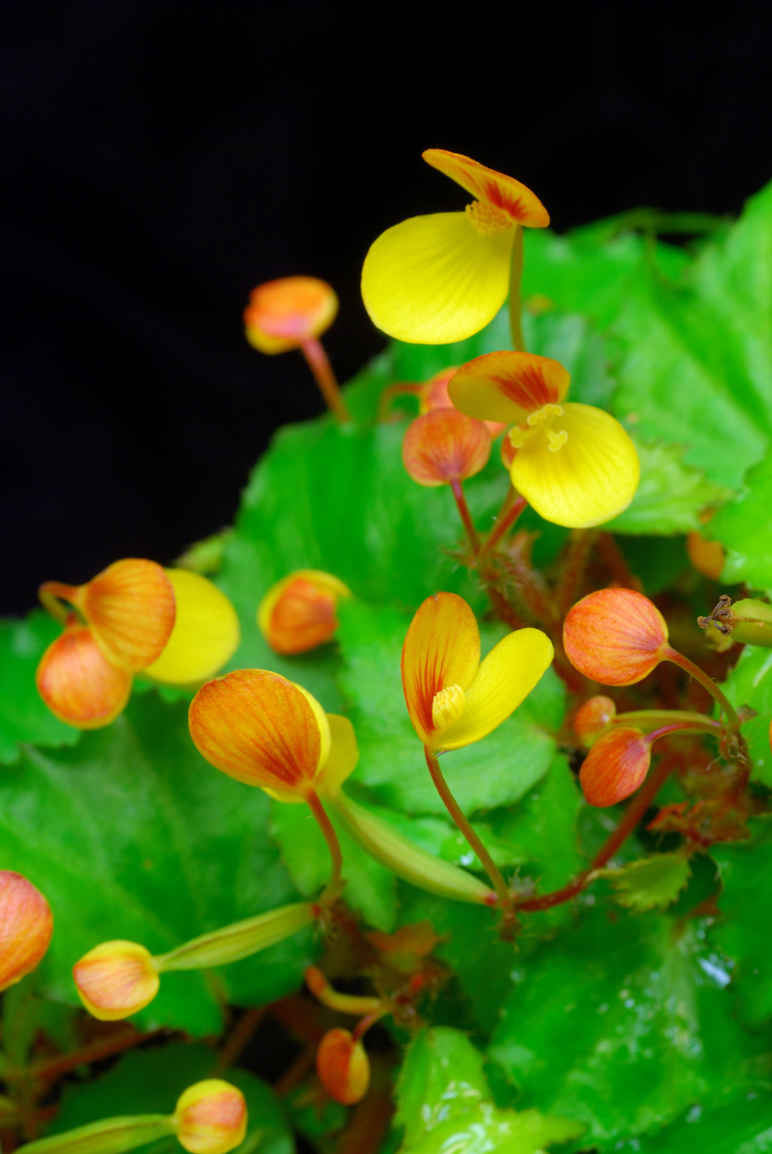Слика од Begonia prismatocarpa Hook.