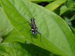 Image de Cicindela (Cosmodela) aurulenta Fabricius 1801