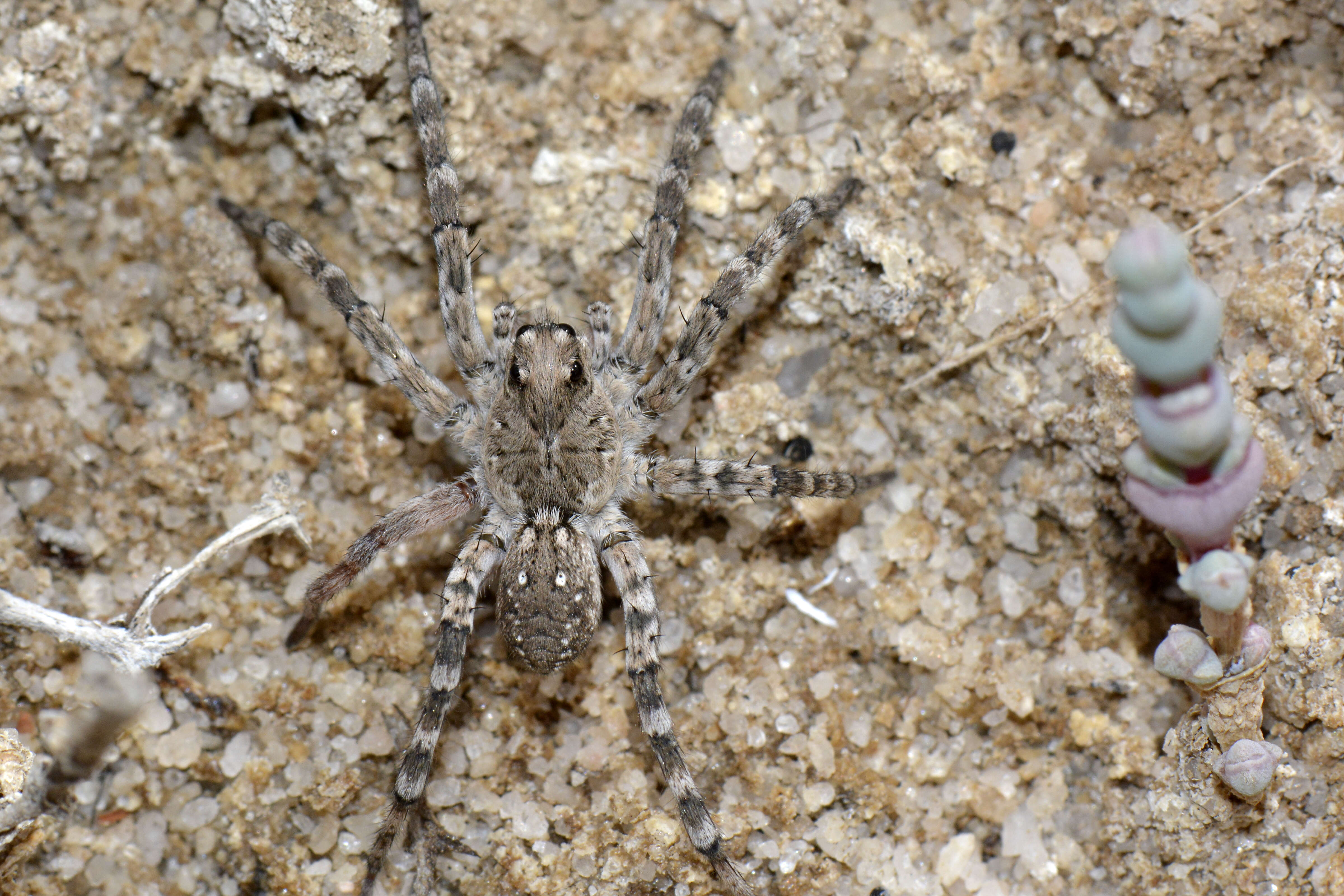 Image de Artoriopsis