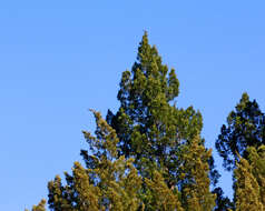 Image of juniper